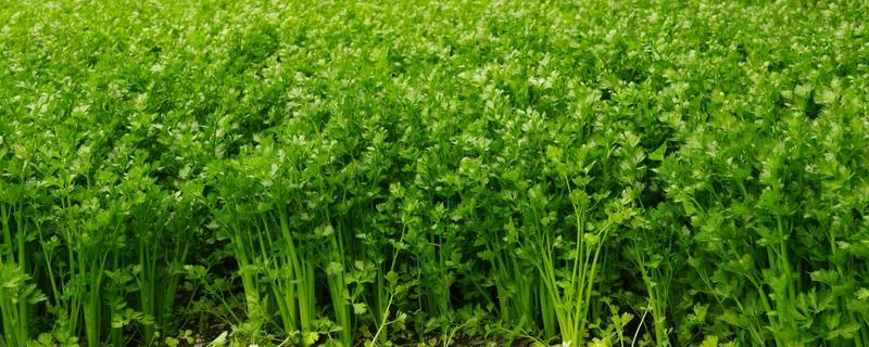 芹菜的种植方式，撒播后要浇水