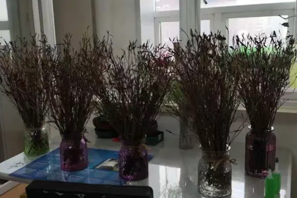 怎么让干杜鹃开花,适宜在较为阴凉的环境中生长