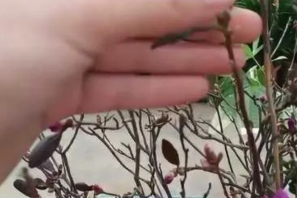 怎么让干杜鹃开花,适宜在较为阴凉的环境中生长