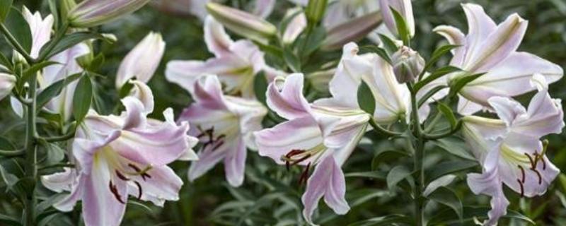 百合不开花的原因，可能是种球过小所致