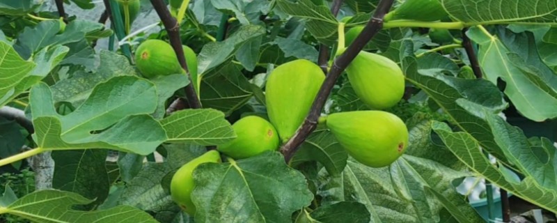 无花果怎么养殖，放在阳台上有助于它健康生长