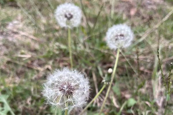 种子怎么传播,常见风力传播、动物传播等方式
