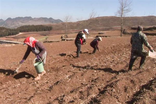 种子怎么传播,常见风力传播、动物传播等方式