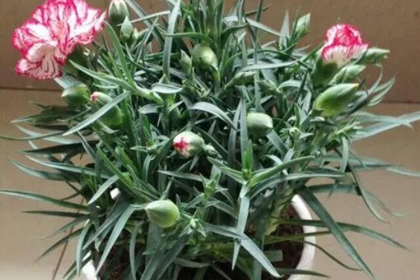康乃馨是多年生植物吗,是多年生草本植物