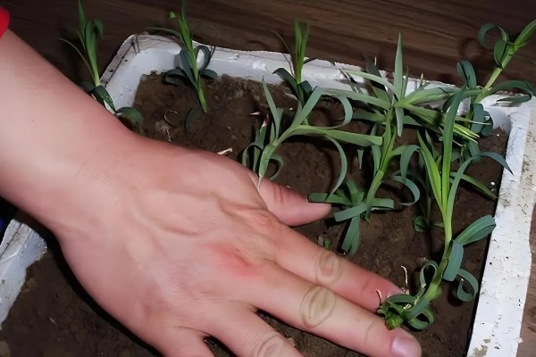 康乃馨是多年生植物吗,是多年生草本植物