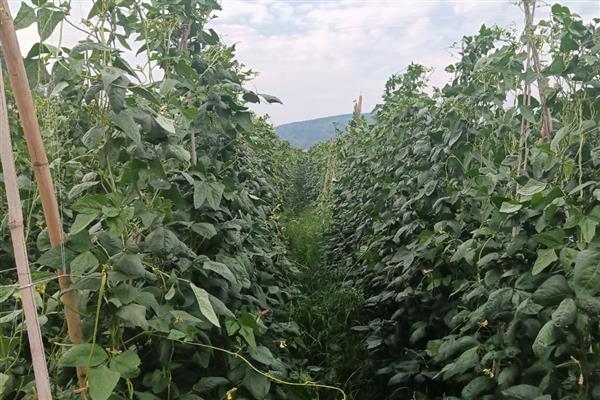 豆角叶子卷缩的原因,低温冻害、病虫害等均可能引发