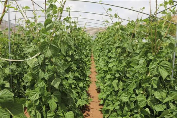 豆角叶子卷缩的原因,低温冻害、病虫害等均可能引发