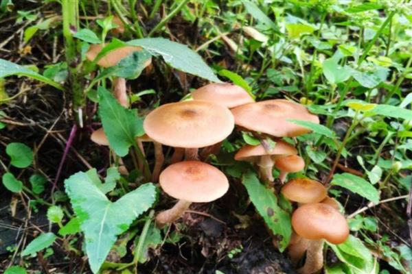 茶树菇的生长条件,培养基的含水量保持在60-65%