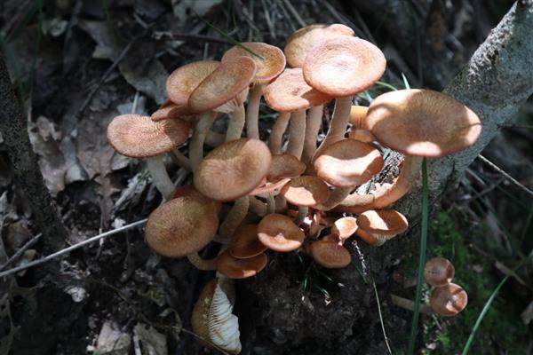 茶树菇的生长条件,培养基的含水量保持在60-65%