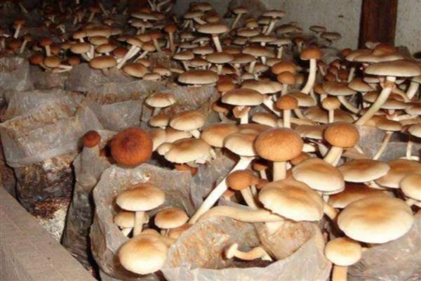 茶树菇的生长条件,培养基的含水量保持在60-65%