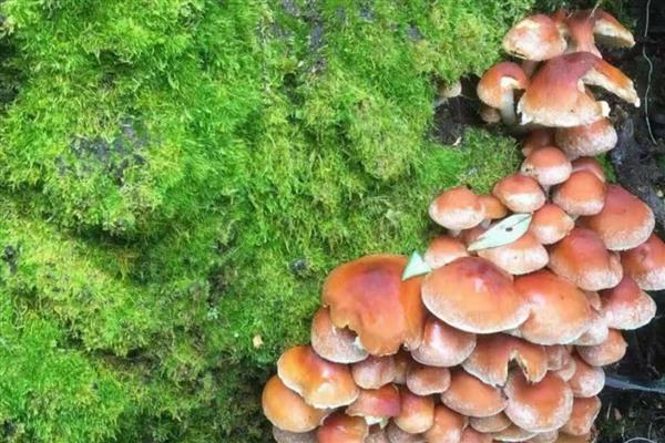 茶树菇的生长条件,培养基的含水量保持在60-65%