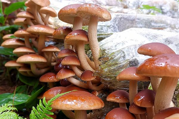 茶树菇的生长条件,培养基的含水量保持在60-65%