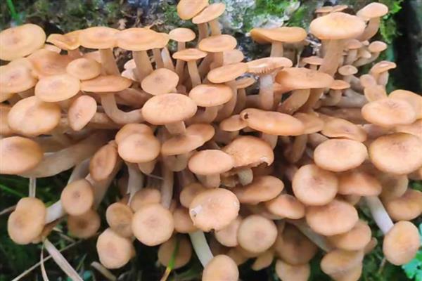 茶树菇的生长条件,培养基的含水量保持在60-65%