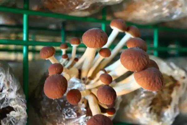 茶树菇的生长条件,培养基的含水量保持在60-65%