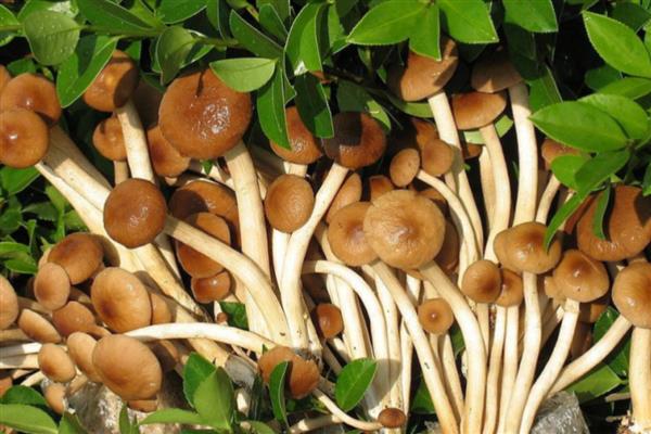茶树菇的生长条件,培养基的含水量保持在60-65%