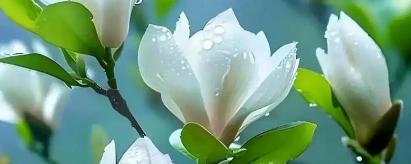 白玉兰怎么养殖，生长期追肥2次可促进花芽分化