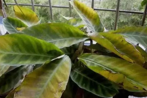 美丽竹芋怎么养殖,夏秋季节每天浇一次水