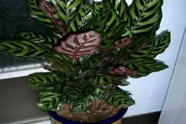 美丽竹芋怎么养殖,夏秋季节每天浇一次水