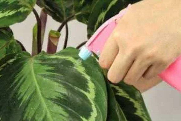 美丽竹芋怎么养殖,夏秋季节每天浇一次水