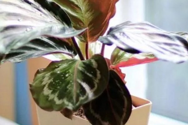 美丽竹芋怎么养殖,夏秋季节每天浇一次水