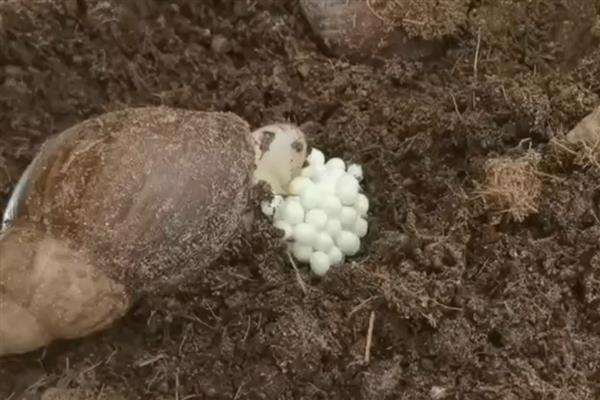 养殖蜗牛用哪种土,要用潮湿、疏松的土壤