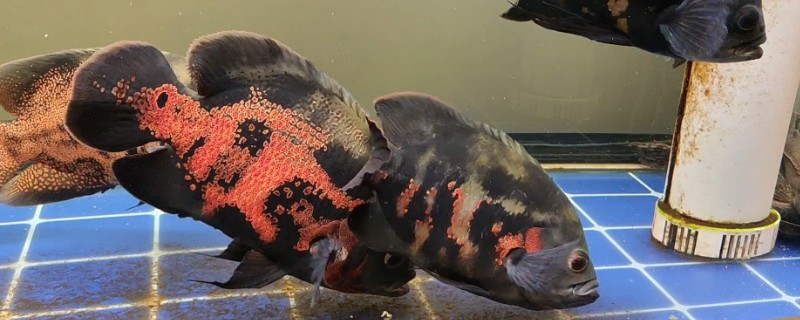 80厘米的缸可以养多少地图鱼，饲养1-2条最合适