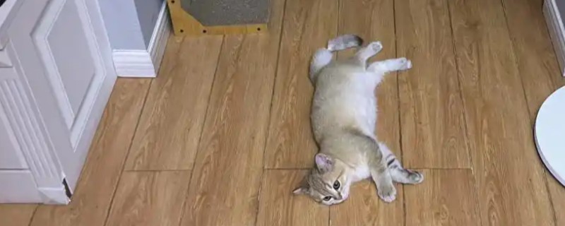 寄养猫咪要注意什么，要提前训练它乘坐交通工具