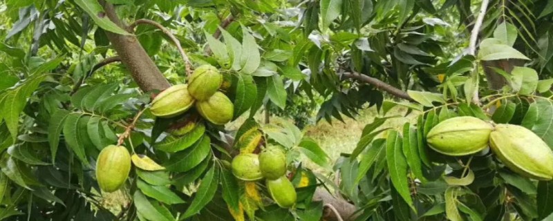 碧根果的种植技术，扦插繁殖一般选用1年生的健壮枝条