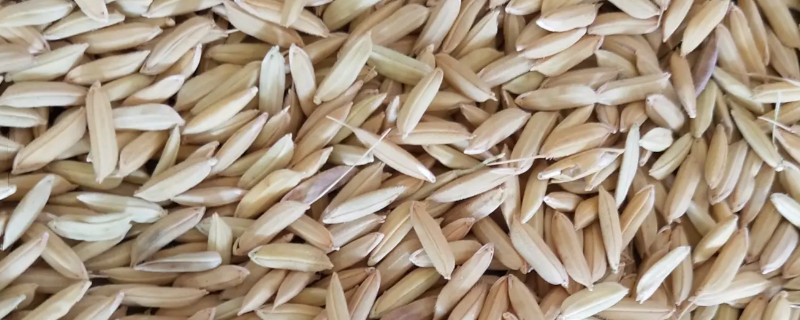 水稻种子是怎么来的，繁育分为有性和无性两种