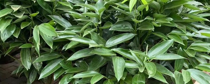 平安树怎么养护，夏季每隔2-3天浇一次水