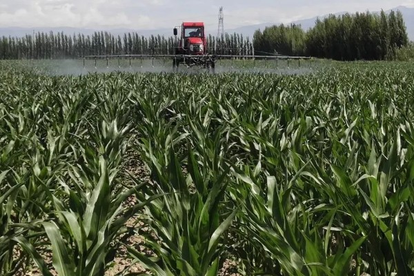 玉米亩种多少株,取决于玉米的品种、土壤肥力等