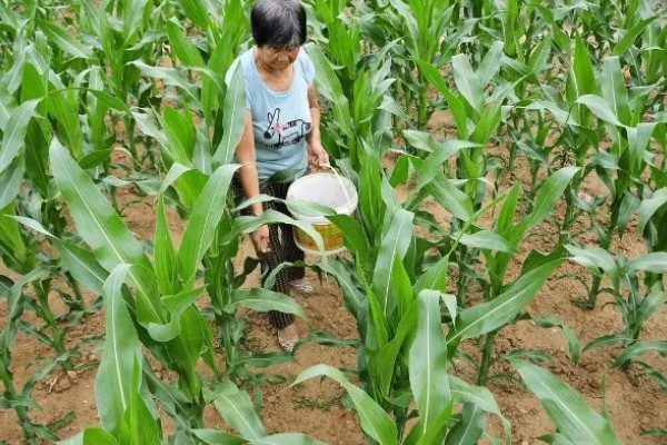 玉米亩种多少株,取决于玉米的品种、土壤肥力等