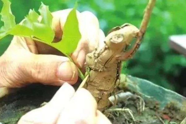 紫藤可以和什么树嫁接，可以和酸杨桃树、腊梅树等进行