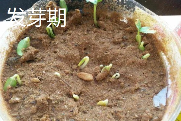 哈密瓜苗的生长过程介绍,从发芽期到定植期