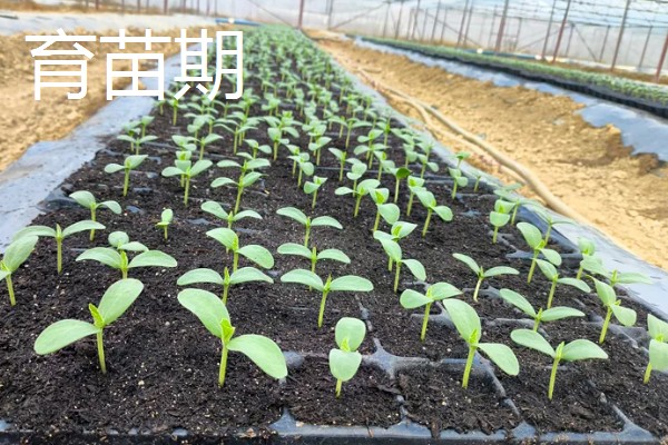 哈密瓜苗的生长过程介绍,从发芽期到定植期