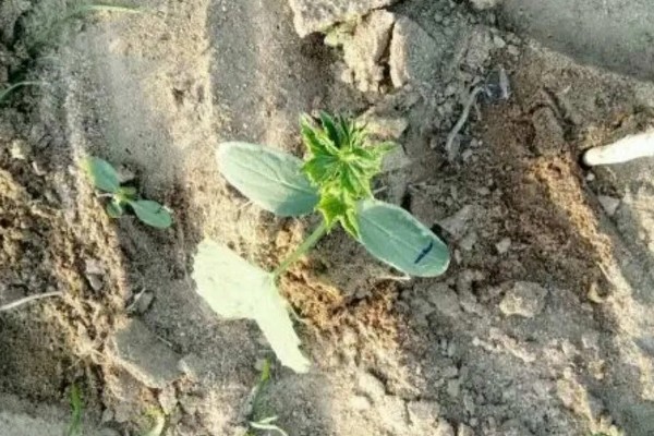 哈密瓜苗的生长过程介绍,从发芽期到定植期