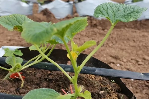 哈密瓜苗的生长过程介绍,从发芽期到定植期