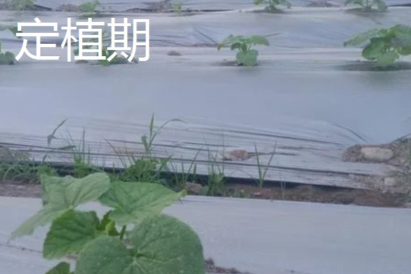 哈密瓜苗的生长过程介绍,从发芽期到定植期