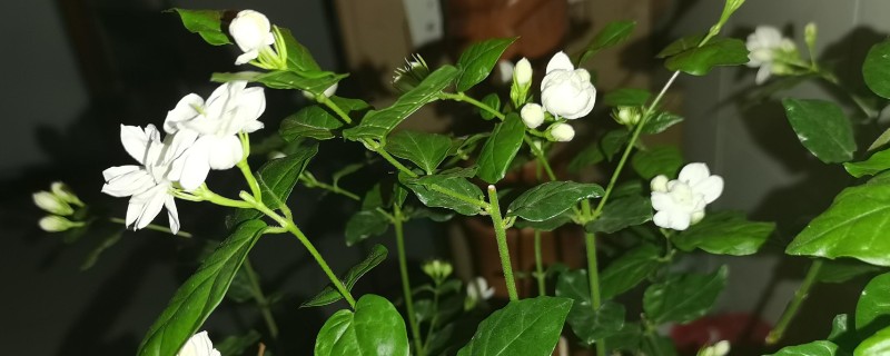 茉莉花叶子被虫咬了但找不到虫怎么办,可喷洒药剂