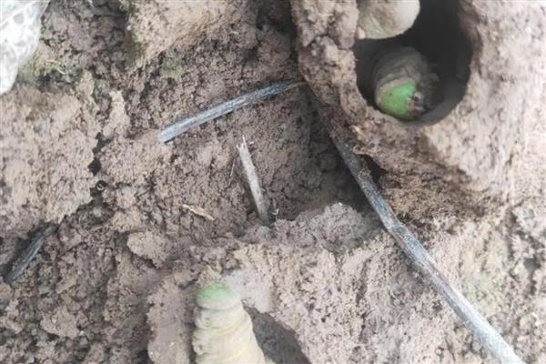 大豆蛴螬虫害怎样防治,可用地虫硫磷撒施