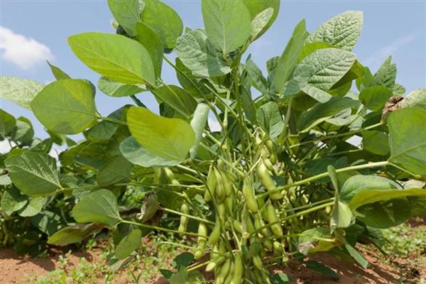 大豆蛴螬虫害怎样防治,可用地虫硫磷撒施