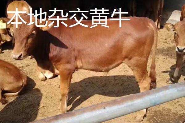 牛有哪些品种,肉用牛包括南阳牛、延边牛等品种