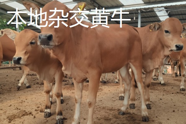 牛有哪些品种,肉用牛包括南阳牛、延边牛等品种