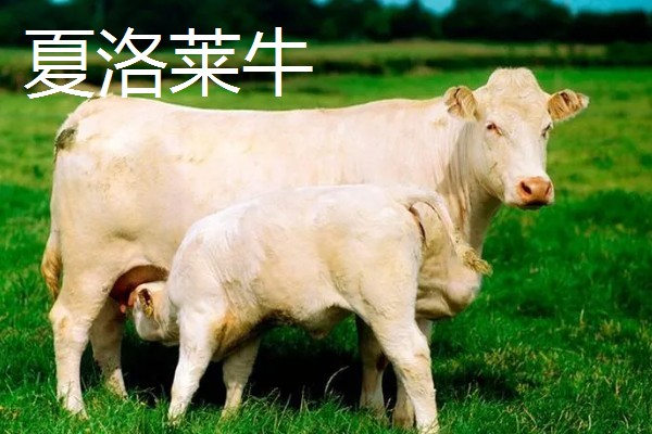 牛有哪些品种,肉用牛包括南阳牛、延边牛等品种