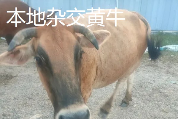 牛有哪些品种,肉用牛包括南阳牛、延边牛等品种
