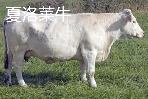 牛有哪些品种,肉用牛包括南阳牛、延边牛等品种