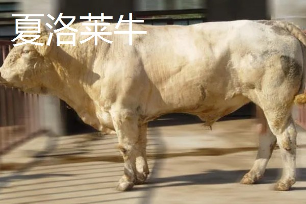 牛有哪些品种,肉用牛包括南阳牛、延边牛等品种