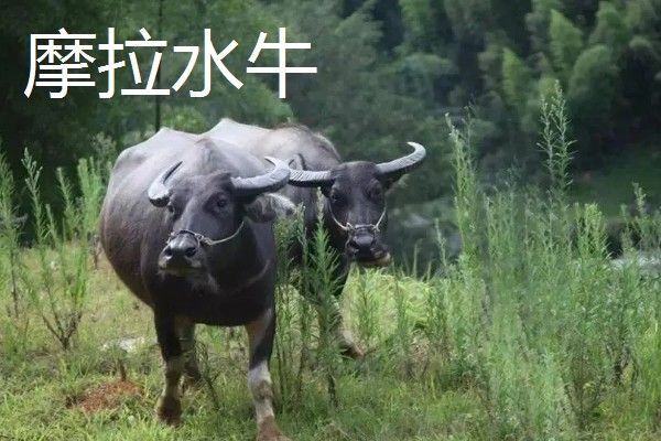 牛有哪些品种,肉用牛包括南阳牛、延边牛等品种