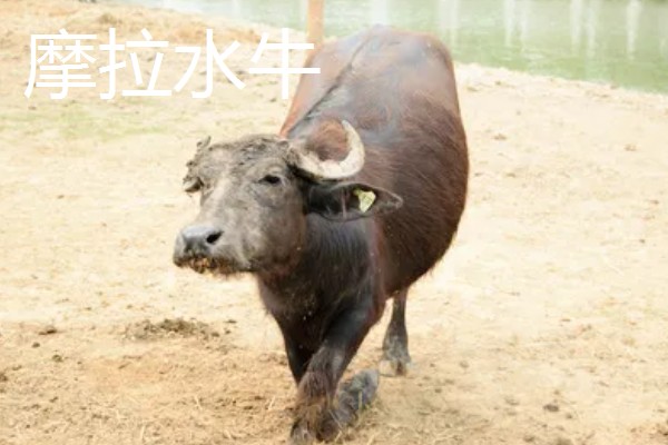 牛有哪些品种,肉用牛包括南阳牛、延边牛等品种