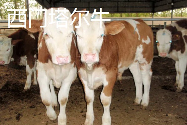 牛有哪些品种,肉用牛包括南阳牛、延边牛等品种